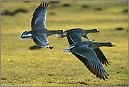 rasanter Flug... Blässgänse *Anser albifrons*