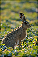 ohne Deckung... Feldhase *Lepus europaeus*