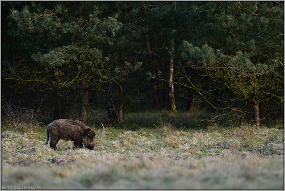 auf Knien... Wildschwein *Sus scrofa*