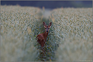 eindringlich... Ricke *Capreolus capreolus*