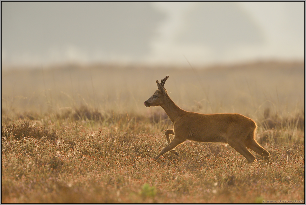 flüchtig... Rehbock *Capreolus capreolus*