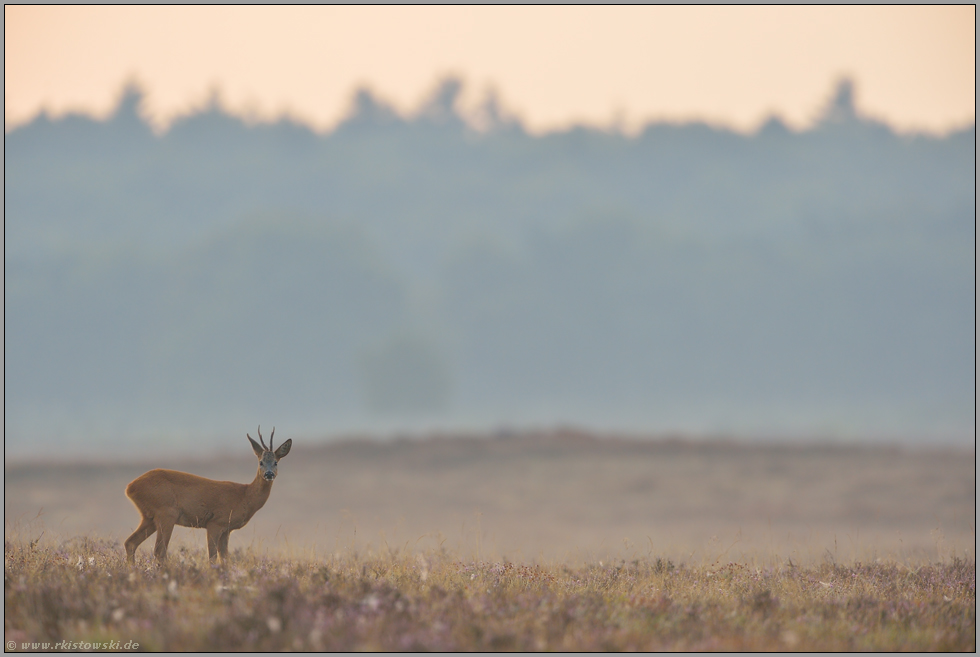 im Frühdunst... Rehbock *Capreolus capreolus*