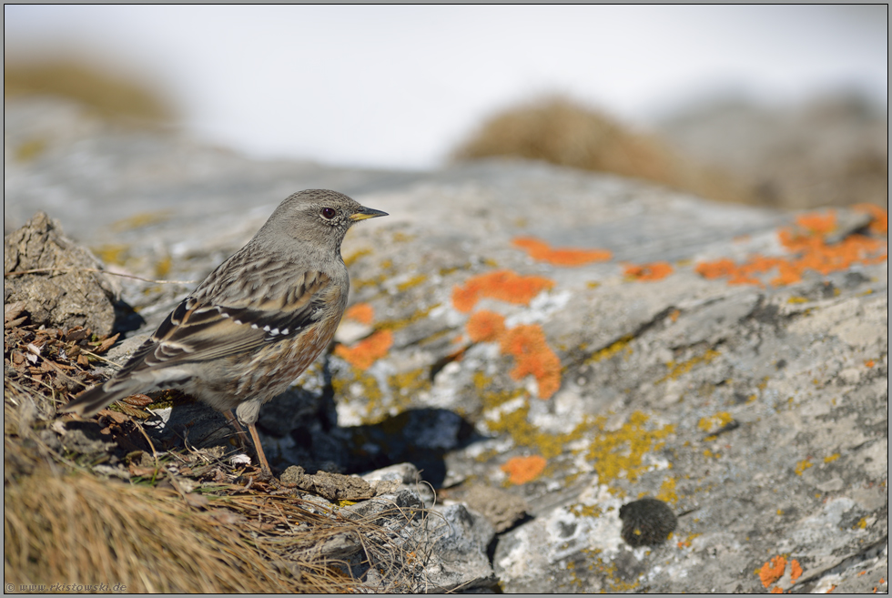 im Hochgebirge... Alpenbraunelle *Prunella collaris*