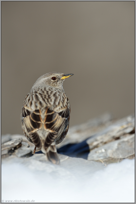 gut getarnt... Alpenbraunelle  *Prunella collaris*