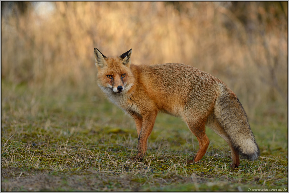 auf der Hut... Rotfuchs *Vulpes vulpes*