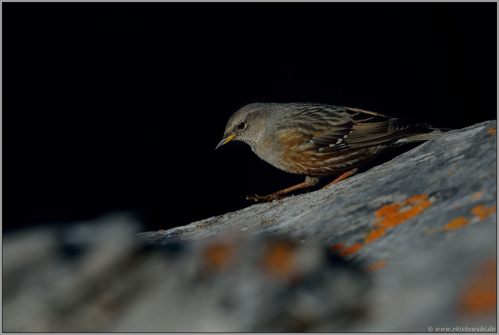 heimlich, still und leise... Alpenbraunelle *Prunella collaris*