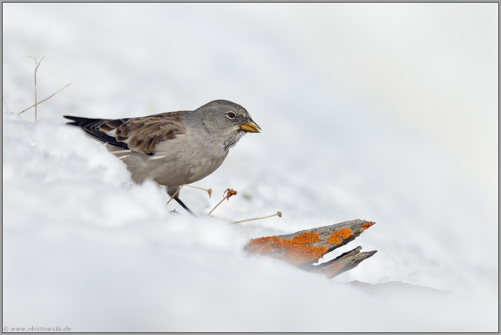 hart im Nehmen... Schneesperling *Montifringilla nivalis*