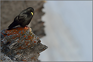 auf dem Felssims... Alpendohle *Pyrrhocorax graculus*