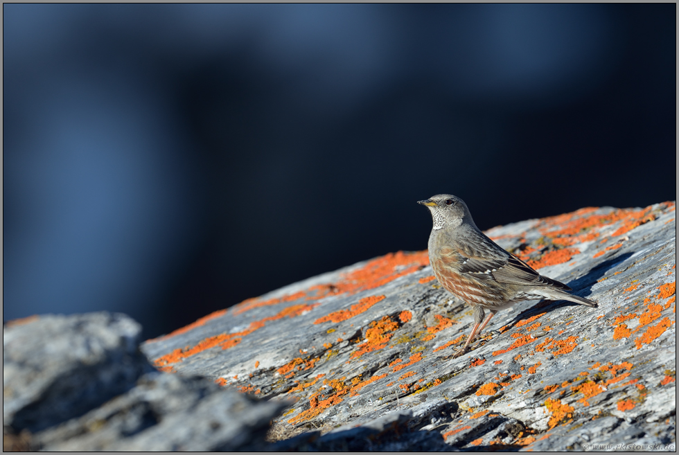 hoch oben... Alpenbraunelle *Prunella collaris*