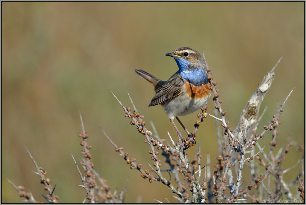 stachelige Angelegenheit... Blaukehlchen *Luscinia svecica*