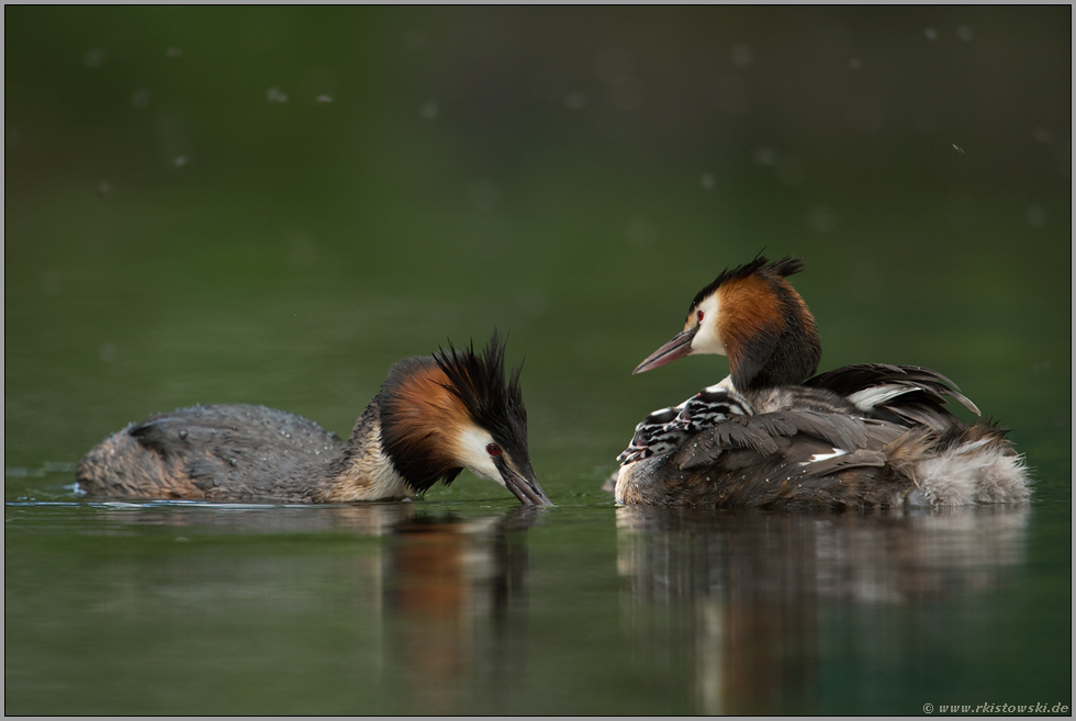 Fürsorge... Haubentaucher *Podiceps cristatus*