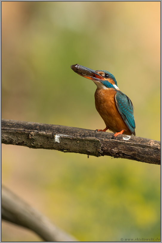 fütternd... Eisvogel *Alcedo atthis*