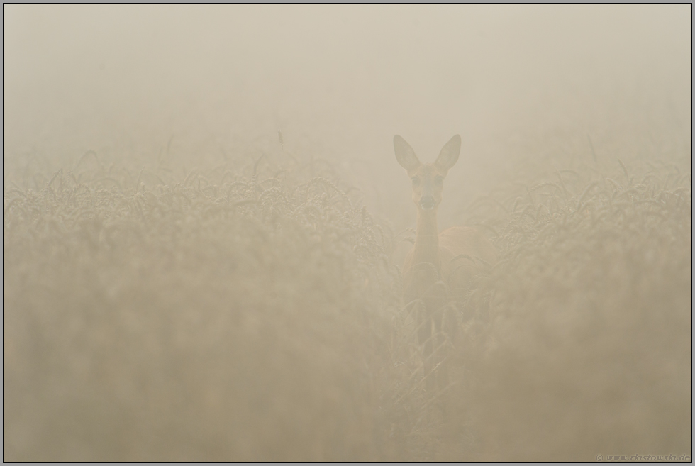 in dichtem Nebel... Reh *Capreolus capreolus*