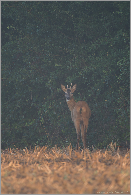 direkter Blick... Rehbock *Capreolus capreolus*