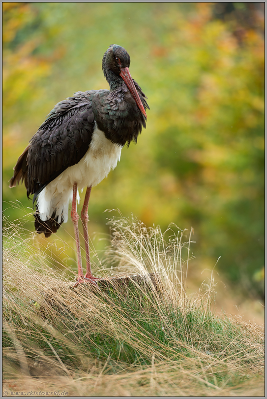 Waldbewohner... Schwarzstorch *Ciconia nigra*