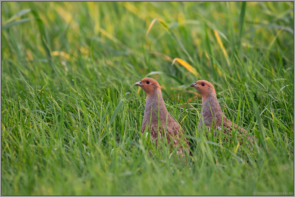 standorttreu... Rebhühner *Perdix perdix*