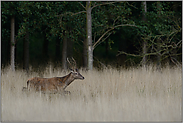 allein umherziehend... Rotspiesser *Cervus elaphus*