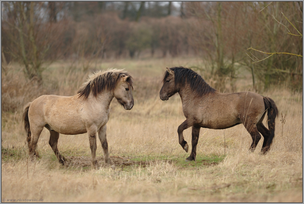 widerstandsfähig... Konikpferde *Equus ferus *