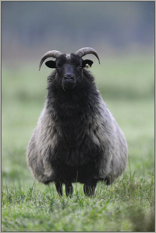 alte Nutztierrasse... Graue Gehörnte Heidschnucke *Ovis ammon f. aries*