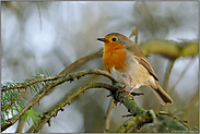 in Nachbars Garten... Rotkehlchen *Erithacus rubecula*