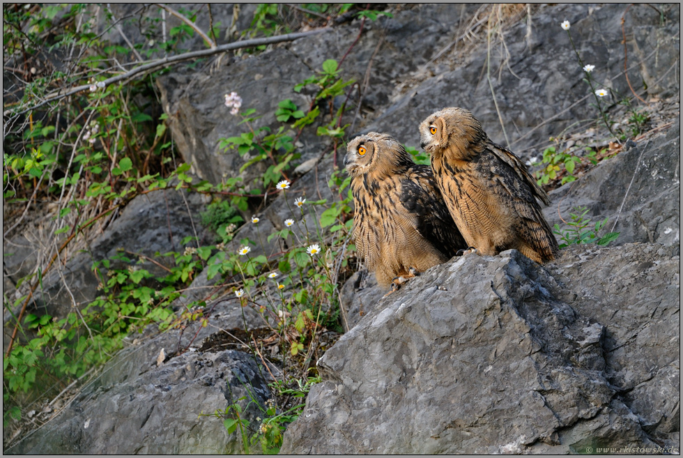 unterschiedlich... Europäische Uhus *Bubo bubo*