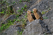 unterschiedlich... Europäische Uhus *Bubo bubo*