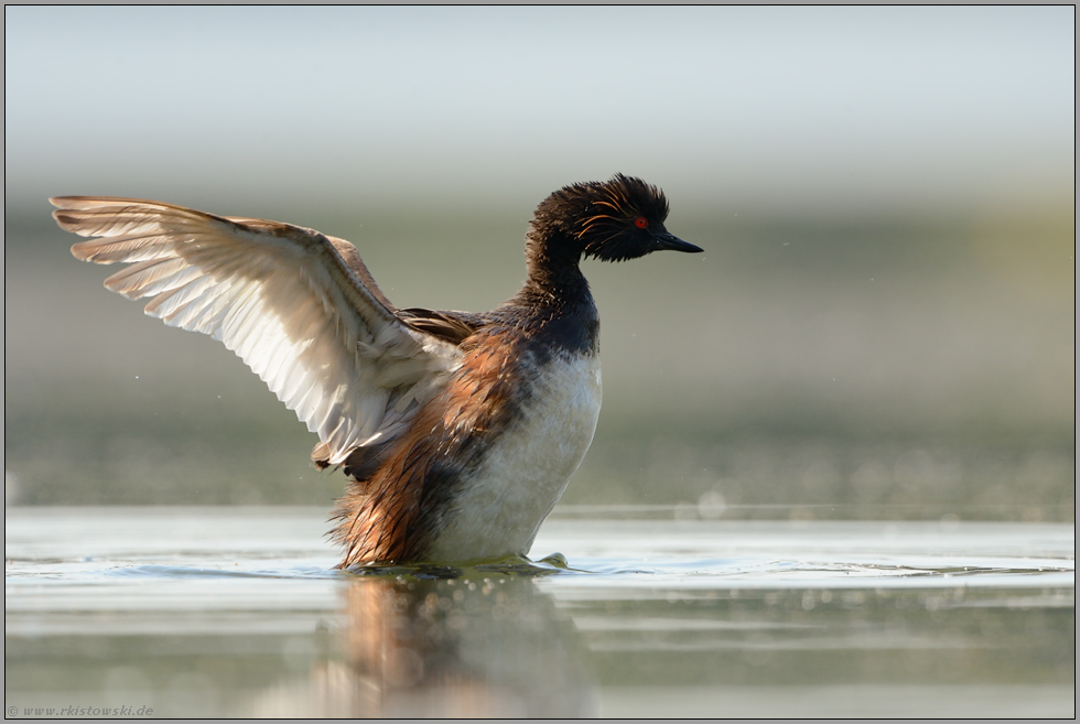 flügelschlagend... Schwarzhalstaucher *Podiceps nigricollis*