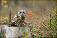 auf der Lichtung... Waldkauz *Strix aluco*