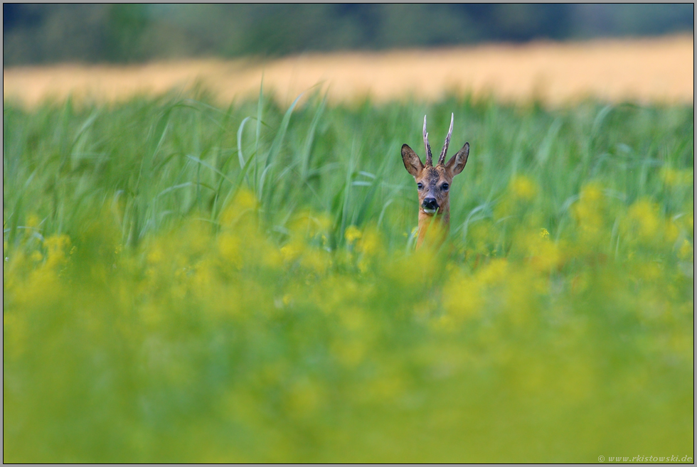 Blick durch die Botanik... Rehbock *Capreolus capreolus*