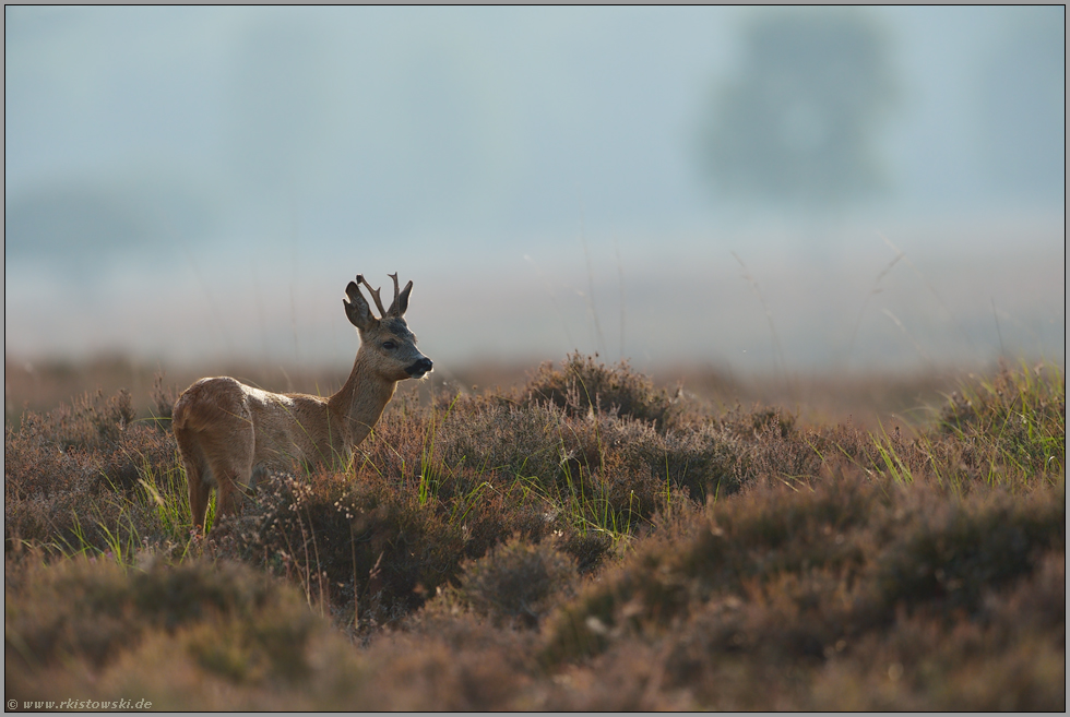 Dunst über der Heide... Rehbock *Capreolus capreolus*