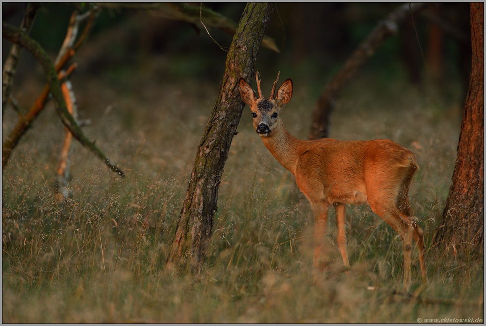 am Waldrand... Rehbock *Capreolus capreolus*