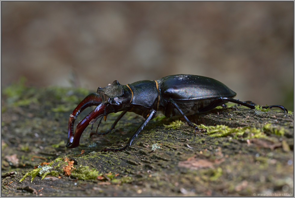 das Männchen... Hirschkäfer *Lucanus cervus*