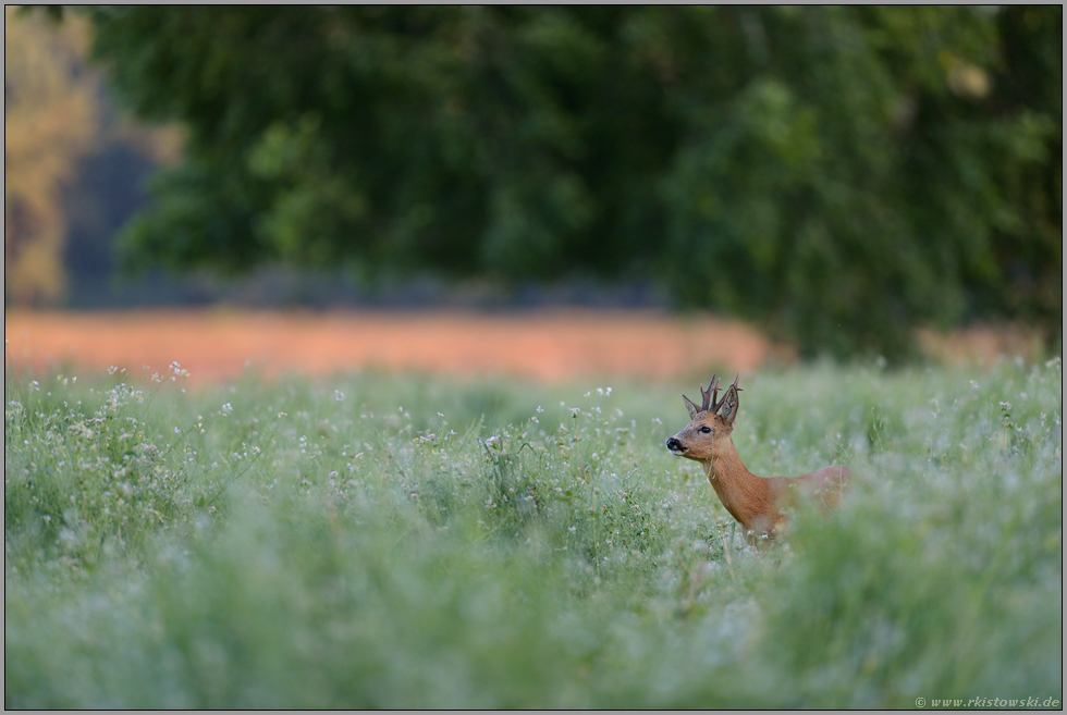 die Wildwiese... Rehbock *Capreolus capreolus*