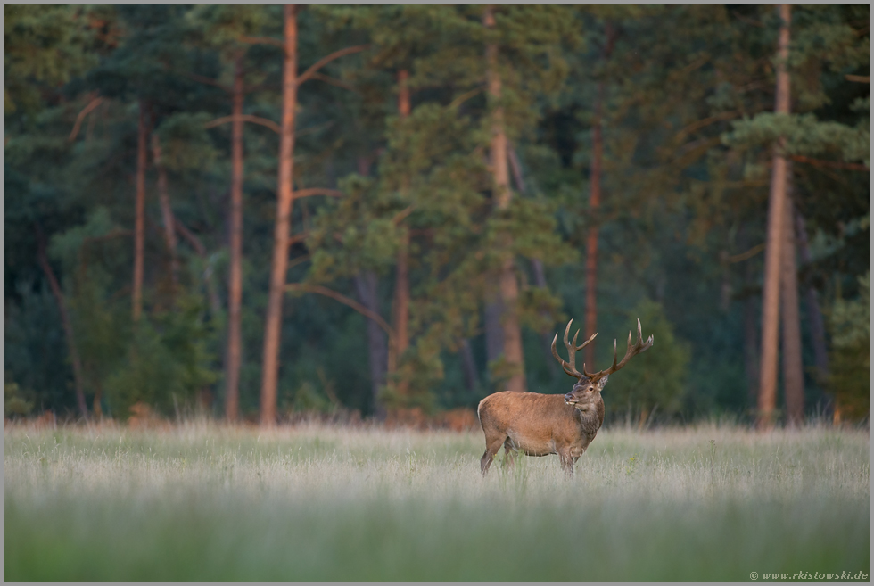 vollgefressen... Rothirsch *Cervus elaphus*