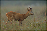 dicke Schnüss... Rehbock *Capreolus capreolus*