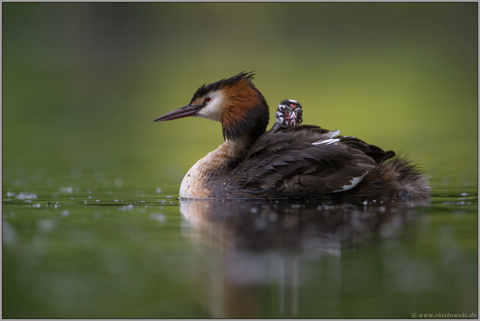 Lichtspiegelungen... Haubentaucher *Podiceps cristatus*