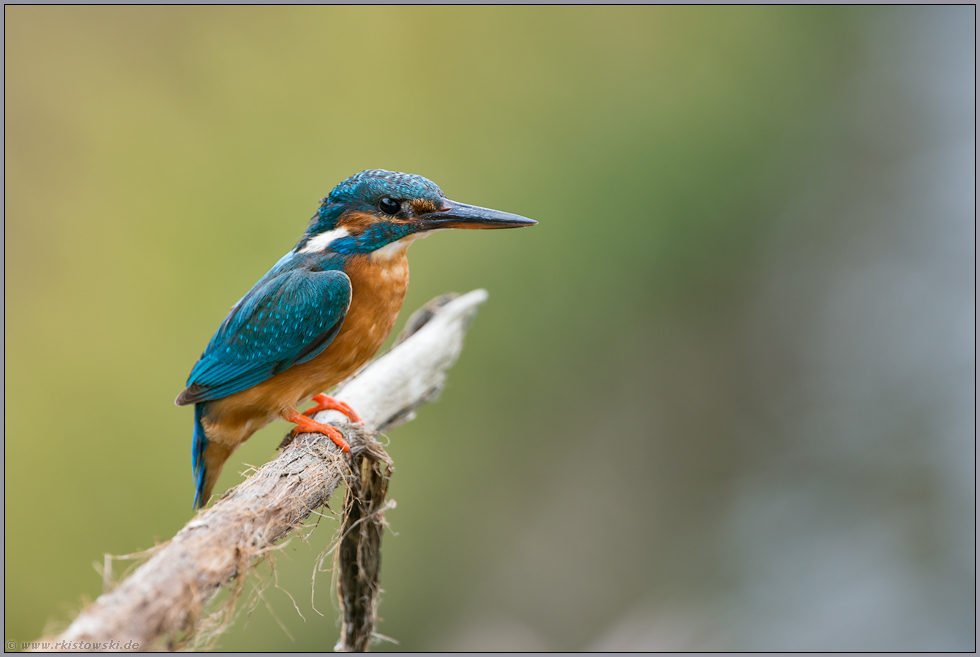 hoch über dem Wasser... Eisvogel *Alcedo atthis*