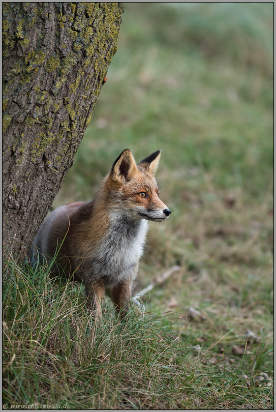 am Baum... Rotfuchs *Vulpes vulpes*