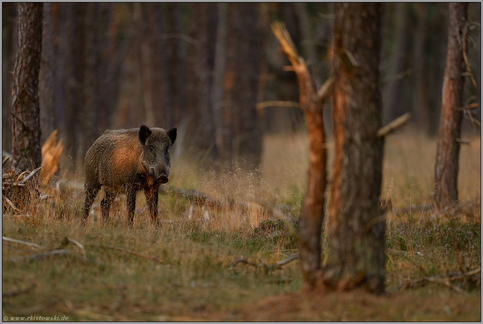 vorsichtig... Wildschwein*Sus scrofa*