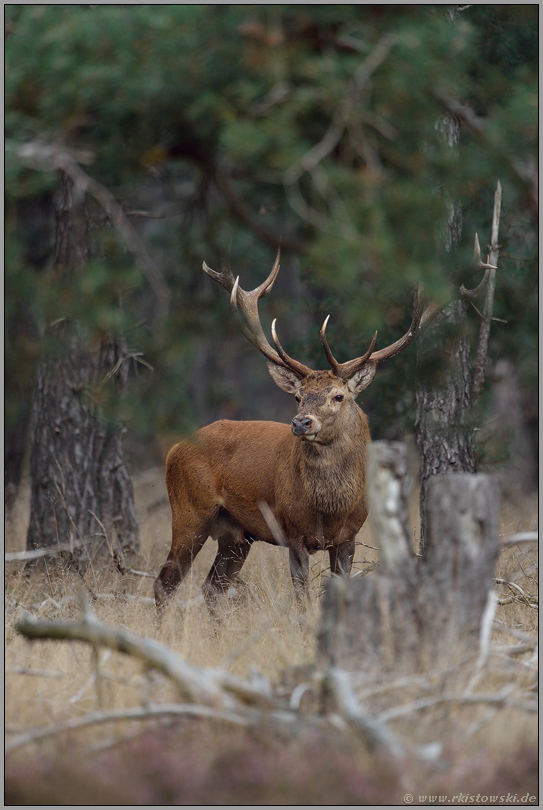 am Waldrand... Rothirsch *Cervus elaphus*