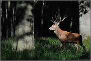 im dunklen Wald... Rothirsch *Cervus elaphus*