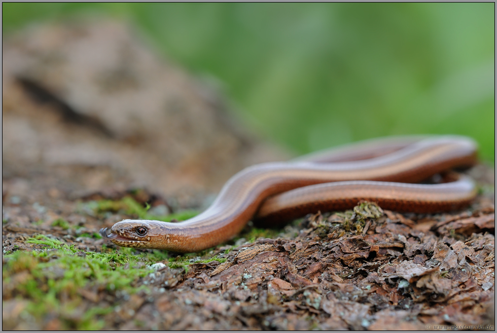 züngelnd... Blindschleiche *Anguis fragilis*