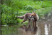 am Wasser... Rotfuchs *Vulpes vulpes*