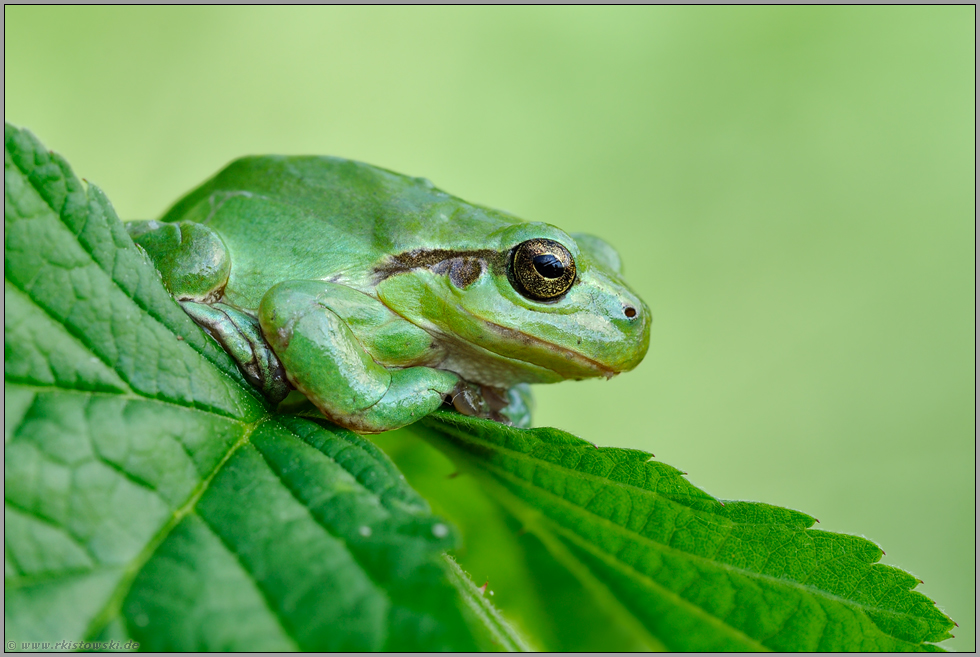 nicht immer nur grün... Europäischer Laubfrosch *Hyla arborea*