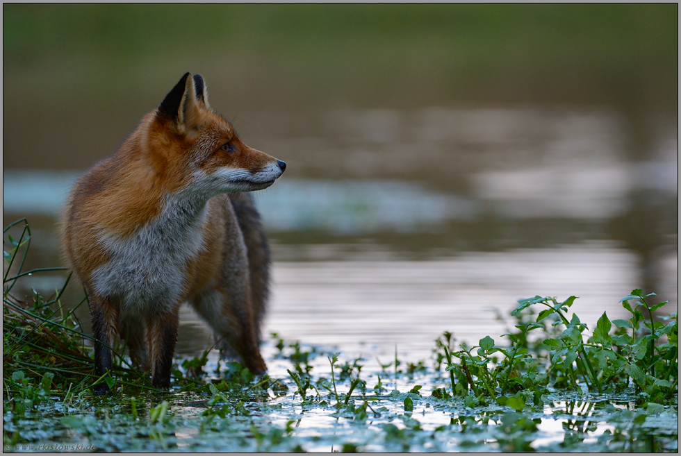 abgelenkt... Rotfuchs *Vulpes vulpes*