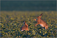 Liebesspiel... Feldhasen *Lepus europaeus*