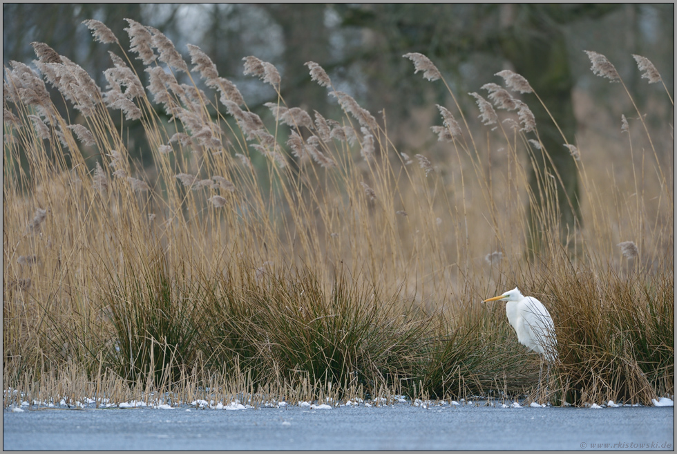 frostig... Silberreiher *Casmerodius albus*