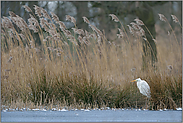 frostig... Silberreiher *Casmerodius albus*