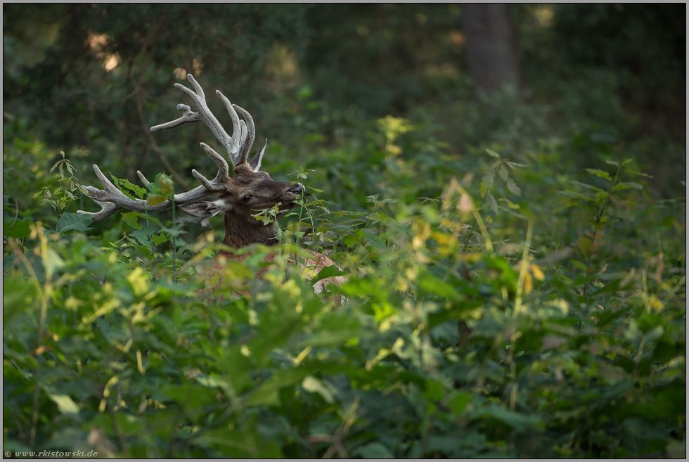 das Beste ist immer am schwierigsten zu erreichen... Rothirsch *Cervus elaphus*