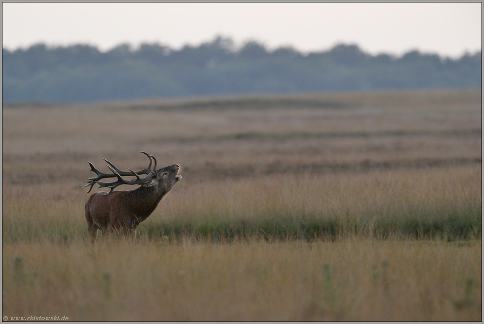 zur Hochbrunft... Rothirsch *Cervus elaphus*